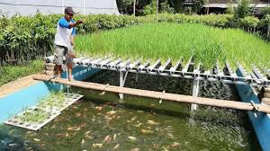 Petani Magelang Tanam Padi Di Atas Kolam Ikan Irit Lahan Tak Perlu Nyangkul Dan Tanpa Bahan Kimia Tribun Jogja