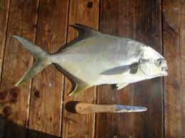 Fishing Destin Guide For Catching Pompano