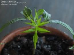 Image result for Ipomoea tuberculata