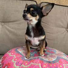 Maybe you would like to learn more about one of these? Teacup Chihuahua 15 Things You Need To Know About