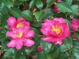 Pin On 2014 15 Camellia Sasanqua