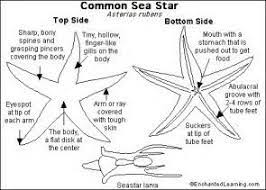 Image Result For Simple Starfish Anatomy Diagram Enchanted Learning Homeschool Science Lessons Star Science