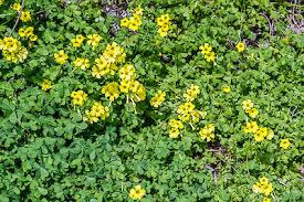 Image result for Oxalis pes-caprae