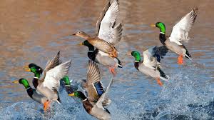 Best 53 Mallard Wallpaper On Hipwallpaper Mallard Wallpaper Mallard Drake Wallpaper And Mallard Duck Wallpaper Tons of awesome drake waterfowl wallpapers to download for free. best 53 mallard wallpaper on