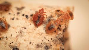 Ehrlich are the experts in bed bug control and bed bug removal service for commercial and residential properties. Bedbug Control Nex Pest Control