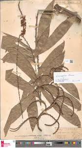 Image result for Eremospatha cuspidata