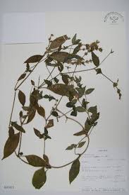 Image result for Asystasia hedbergii