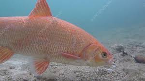 We did not find results for: Orfe Forgaing For Food Stock Video Clip K009 8739 Science Photo Library