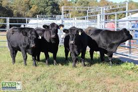 Black and white (8 1/2 x 11). Tays Realty Auction Auction Online Cattle Auction Registered Angus Replacement Females From The University Of Tennessee Plateau Research Center Item Four Bred Heifers Tattoo 788 3128 3148 And 3408