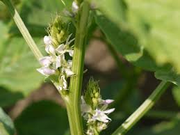 Image result for Cyamopsis