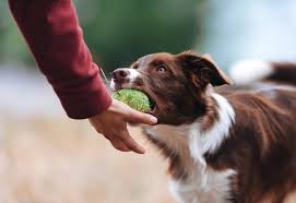 These toys for border collies are likely to please your dog and set them up for super smart success! 12 Best Dog Toys For Border Collies In 2021