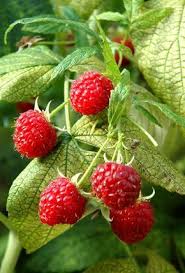 Good Site For Gardening Info And To Choose From Plants According To The Envi Choose Edible Garden Garden Growing Raspberries