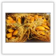 Image result for Picralima nitida