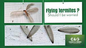 How to get rid of termites with wings. Flying Termites Is Your Property At Risk What You Need To Know Clean Green Pest Control Northern Beaches