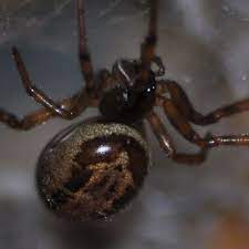 The bite feels like a pinprick, so you may not notice it. False Widow Spiders In Ireland More Venomous Than First Believed