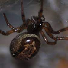 Risk factors for spider bites. False Widow Spiders In Ireland More Venomous Than First Believed
