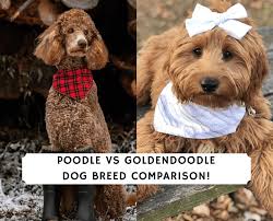 The usual reminder that a groodle is the same thing as a goldendoodle. Poodle Vs Goldendoodle Dog Breed Comparison 2021 We Love Doodles