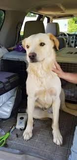 Our network of volunteers is located primarily in the southern and northeastern regions of the u.s. Adopt Oakley On Petfinder Dog Adoption Labrador Retriever Labrador Retriever Mix