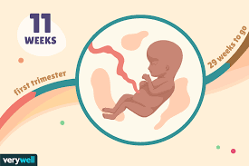See full list on convertoctopus.com 11 Weeks Pregnant Baby Development Symptoms And More