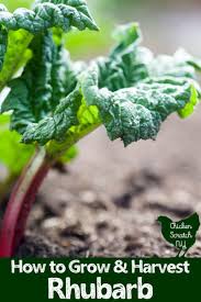 Once the rhubarb stalks are 12 to 18 inches tall, it's time to start harvesting. How To Grow Rhubarb