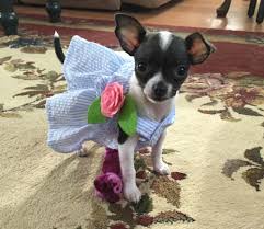 Nov 30, 2020 · chihuahua name trends. Best Female Chihuahua Names I Love My Chi