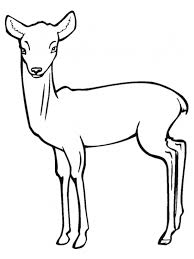 The trinket can be bought by the player after they have sold the legendary pronghorn horn to a fence. Antelope Coloring Pages Kidsuki