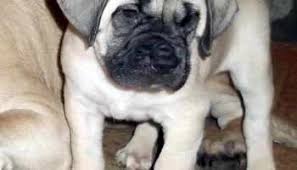 Browse thru thousands dogs for adoption in iowa, usa area listings on. English Mastiff Puppies For Sale In Iowa Petsidi