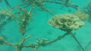 Media internal dan eksternal bagi organisme yang hidup didalamnya. Menggerakkanindonesia Taman Bawah Laut Upaya Pelestarian Ekosistem Laut Karimunjawa Tribunnews Com Mobile