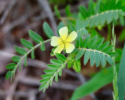 Image result for Hermannia kirkii