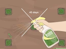 This makes installing the plugs easier because there is less grass/weeds to plug a hole through. How To Plant Zoysia Plugs 14 Steps With Pictures Wikihow