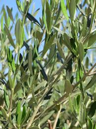 Image result for Olea capensis
