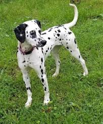 Both mum and dad have had a baer (hearing) test done confirming they have bilateral hearing (full hearing) and dna tested. Dalmatian Puppy For Sale Adoption Rescue For Sale In Rockport Maine Classified Americanlisted Com