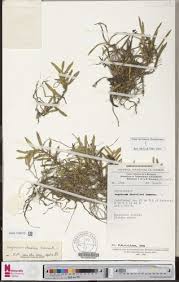 Image result for Angraecum moandense