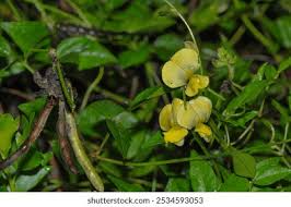 Image result for Vigna luteola