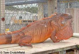 Green Iguana Care Sheet Green Iguana Iguana Pet Iguana Care