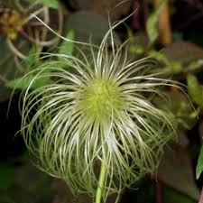Check spelling or type a new query. Clematis Bill Mackenzie Taylors Clematis