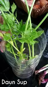 Tanam bahagian akar daun ketumbar sahaja. Simpan Daun Sup Daun Ketumbar Daun Fabulous Feminine Facebook