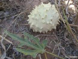 Image result for Acanthosicyos naudinianus