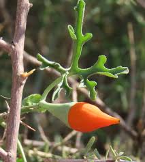 Image result for Corallocarpus welwitschii