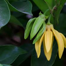 Image result for Artabotrys