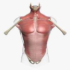 This is a table of skeletal muscles of the human anatomy. Human Torso Muscle Anatomy 3dsmax Cgtrader