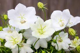 Huge collection, amazing choice, 100+ million high quality, affordable rf and rm images. Campanula Carpatica White Clips Carpathian Bellflower