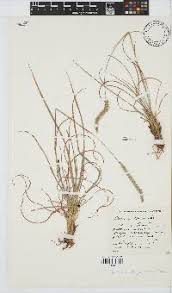 Image result for Elionurus muticus