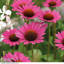 Image result for Asters `Jenny