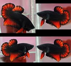 Dark Red Hmpk Male Betta Fish Tank Betta Fish Types Aquarium Fish