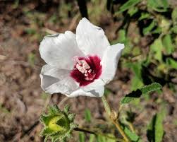 Image result for Hibiscus pusillus