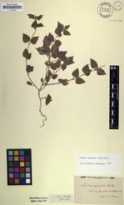 Image result for Leucas capensis