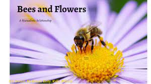 What do you hope to learn about bee health? Bee Symbiosis Project By Kat P
