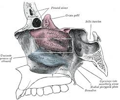 Sandikcioglu et al., 1994) and become clinical anatomy of the nose, nasal cavity and paranasal sinuses, trans. Nasal Concha Radiology Reference Article Radiopaedia Org