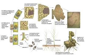 Image result for Rhizobium radiobacter, syn. Agrobacterium tumefaciens